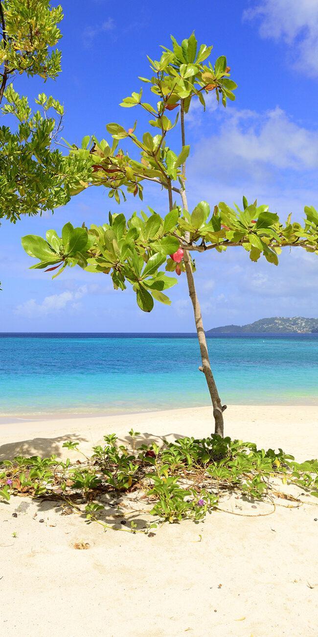 grandanse-grenada-650x1300